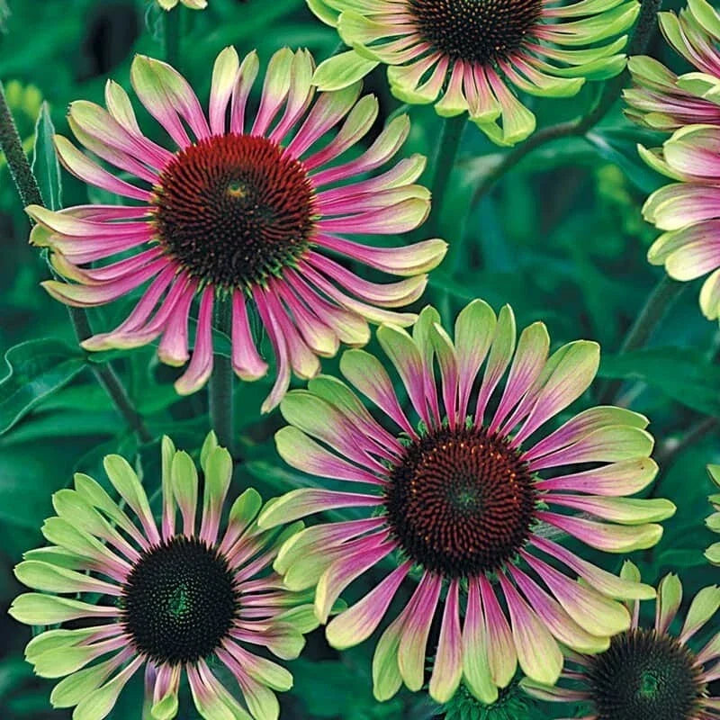 Green Twist Coneflower Seeds - Echinacea purpurea Perennial Flower Seeds for Garden, Pollinator Attractant, 50 Seeds