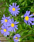 Blue Daisy Seeds 200+ Count Felicia Flower Seeds for Garden, Full Sun, Drought Tolerant, Pollinator Attracting