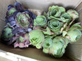 Aeonium Cuttings Bundle - Black Rose & Canaries Succulents, No Roots or Soil, Propagation Plants, Aeonium arboreum 'Zwartkop' & Aeonium canariense