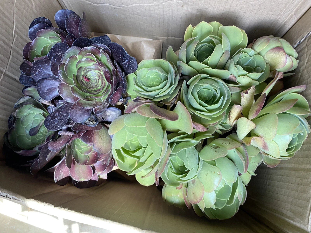 Aeonium Cuttings Bundle - Black Rose & Canaries Succulents, No Roots or Soil, Propagation Plants, Aeonium arboreum 'Zwartkop' & Aeonium canariense