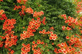Orange Trumpet Creeper Vine Seeds - Campsis radicans - Non-GMO Climbing Vine for Gardens and Fences