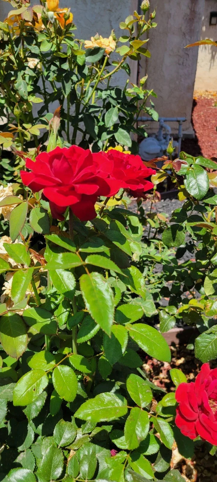Dark Night Rose Cuttings - 4 Pack, Black Roses, Rosa 'Dark Night' for Garden, Container & Landscape Planting