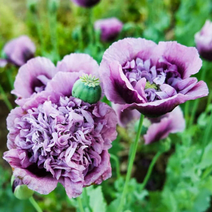 Organic Purple Frilly Breadseed Poppy Seeds – Papaver somniferum, 500 Pack for Pollinators, Garden Beds & Borders
