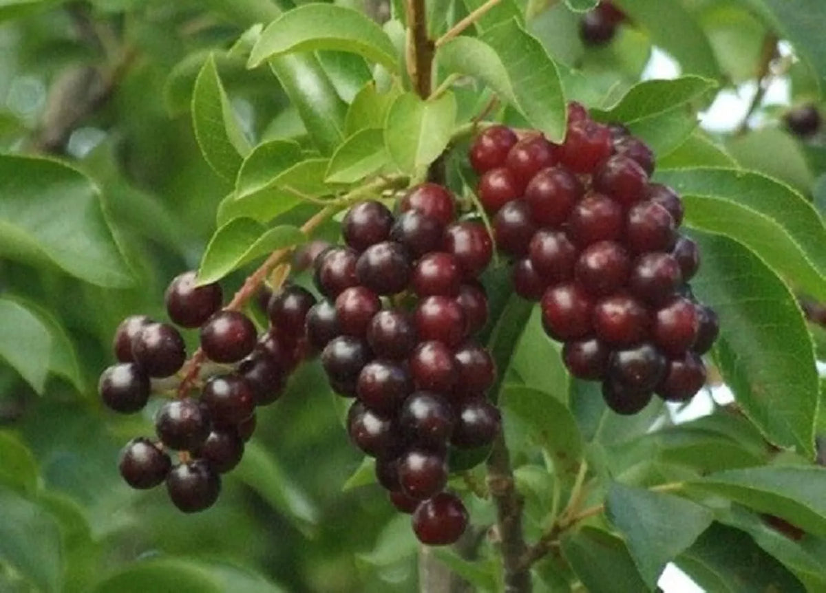 Chokecherry Bush Seedlings for Planting - Prunus virginiana - Native Fruit Shrubs - Hardy Perennial Plants
