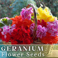 Geranium Seeds - Luster Mix - Fragrant Pelargonium spp. - Non-GMO, 100+ Premium Seeds for Gardening