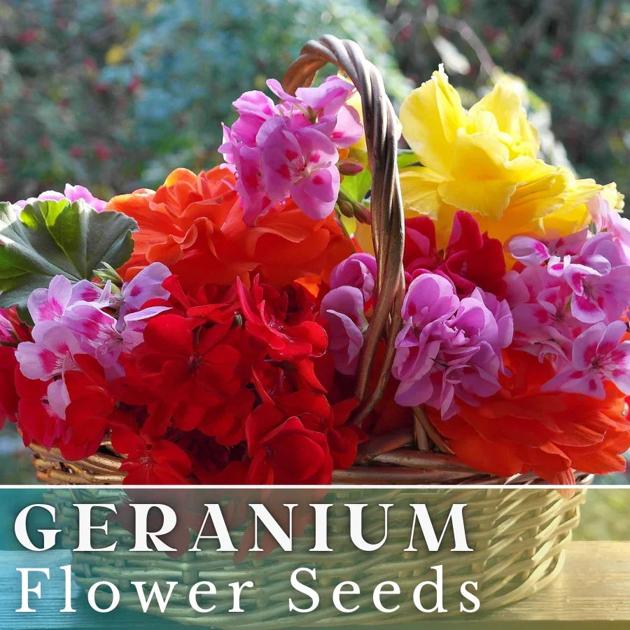 Geranium Seeds - Luster Mix - Fragrant Pelargonium spp. - Non-GMO, 100+ Premium Seeds for Gardening
