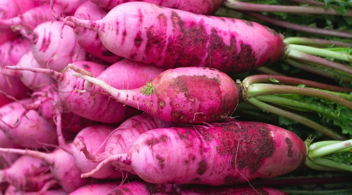 Pink Summercicle Radish Seeds - 500+ Non-GMO Raphanus sativus for Garden Planting, Fast-Growing, Full Sun to Partial Shade