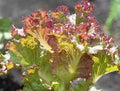 Red Sails Lettuce Seeds - Non-GMO, Loose-Leaf, Rich Red Color, Lactuca sativa, 210 Seeds for Home Garden
