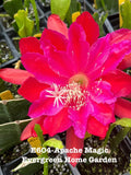 Epiphyllum Orchid Cactus “Apache Magic” in 4” Starter Pot | Rooted Tropical Houseplant | Unique Flowering Cactus