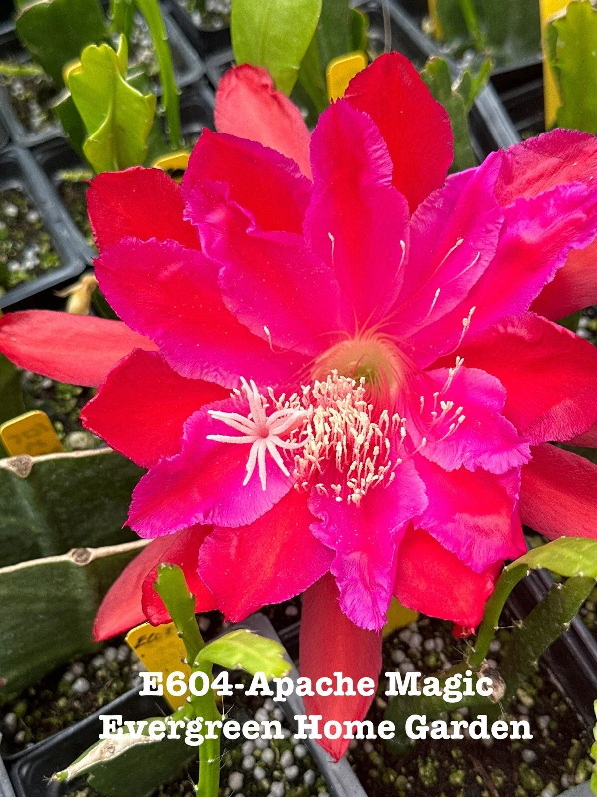 Epiphyllum Orchid Cactus “Apache Magic” in 4” Starter Pot | Rooted Tropical Houseplant | Unique Flowering Cactus