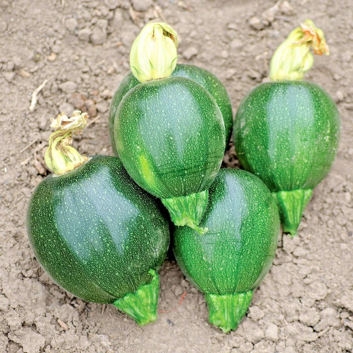Organic Round Zucchini Seeds - 30+ Cucurbita pepo for Container Gardening, Easy Grow, Non-GMO, Summer Squash, Compact Plant