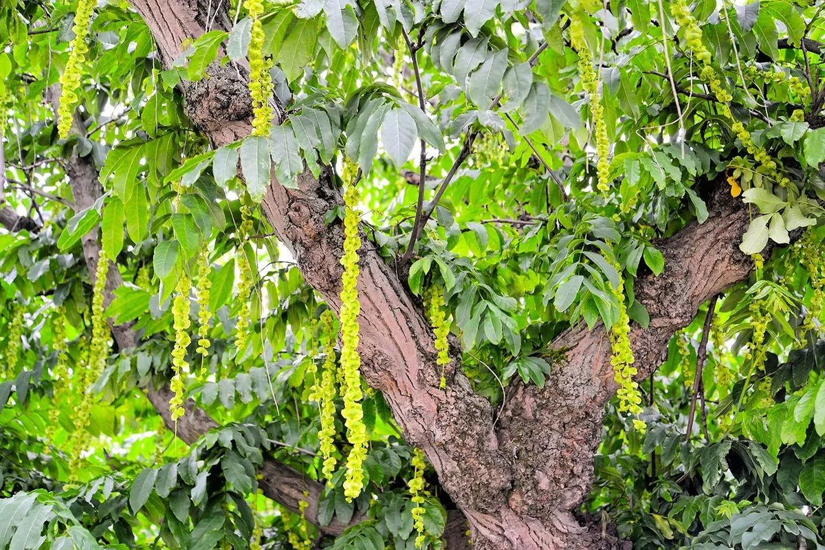 Caucasian Wingnut Tree Seeds - Pterocarya fraxinifolia - Deciduous Garden Tree for Landscaping, 10 Seeds