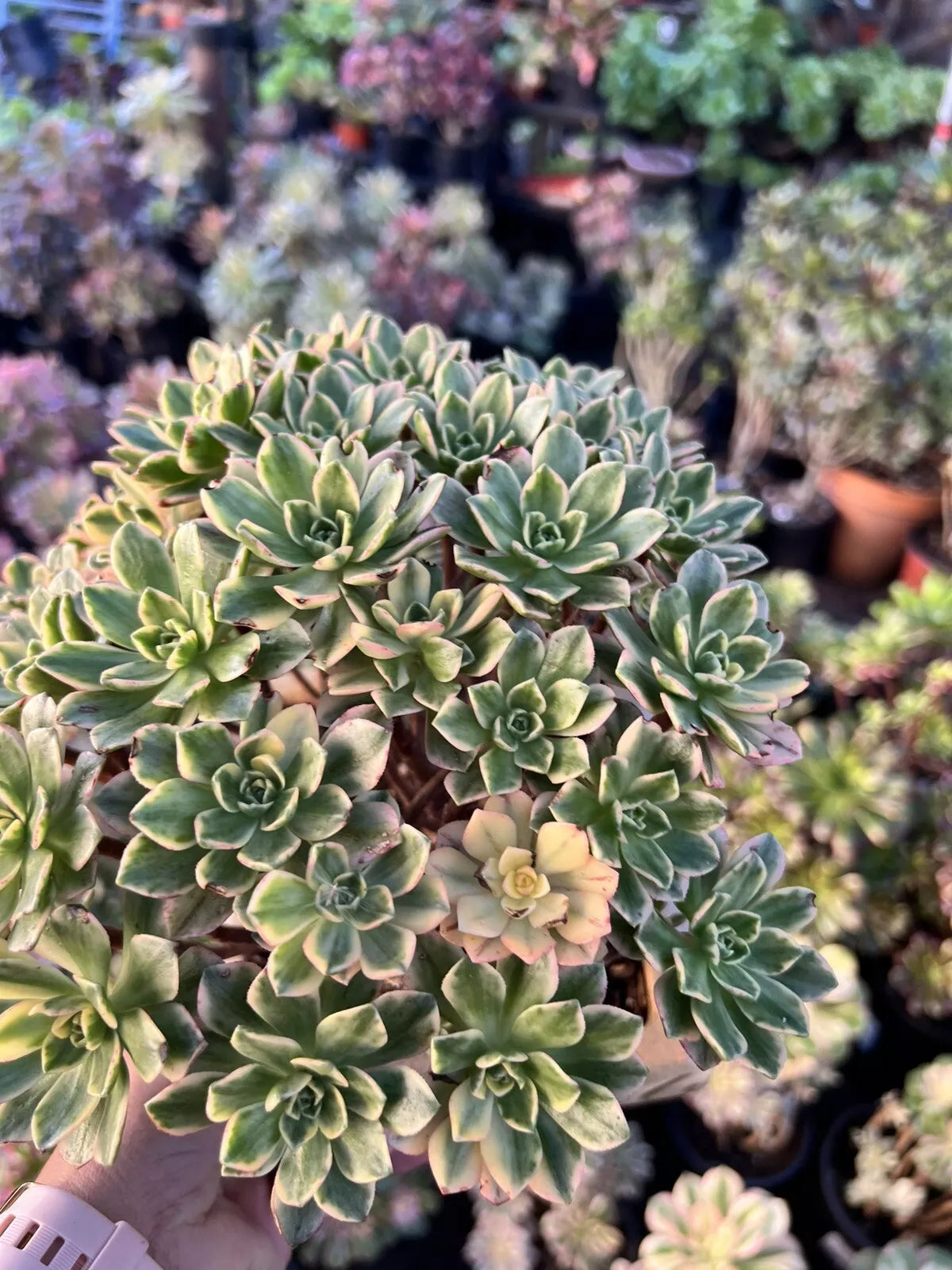 Aeonium Cuttings 3 Pack - Sweet Tea Variety Succulent Plant Propagation - Aeonium 'Sweet Tea'