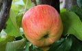 Estivale Apple Seeds Pack of 25+ | Delbarestivale Variety | Malus domestica for Home Gardening & Orchards | USA Made