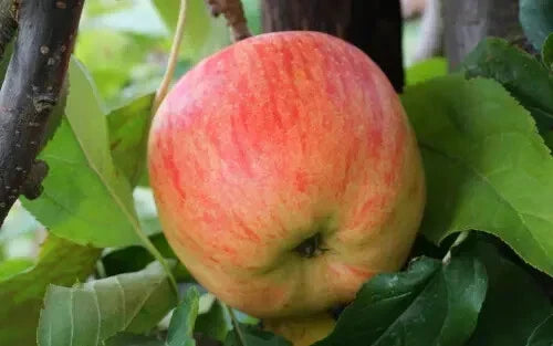 Estivale Apple Seeds Pack of 25+ | Delbarestivale Variety | Malus domestica for Home Gardening & Orchards | USA Made