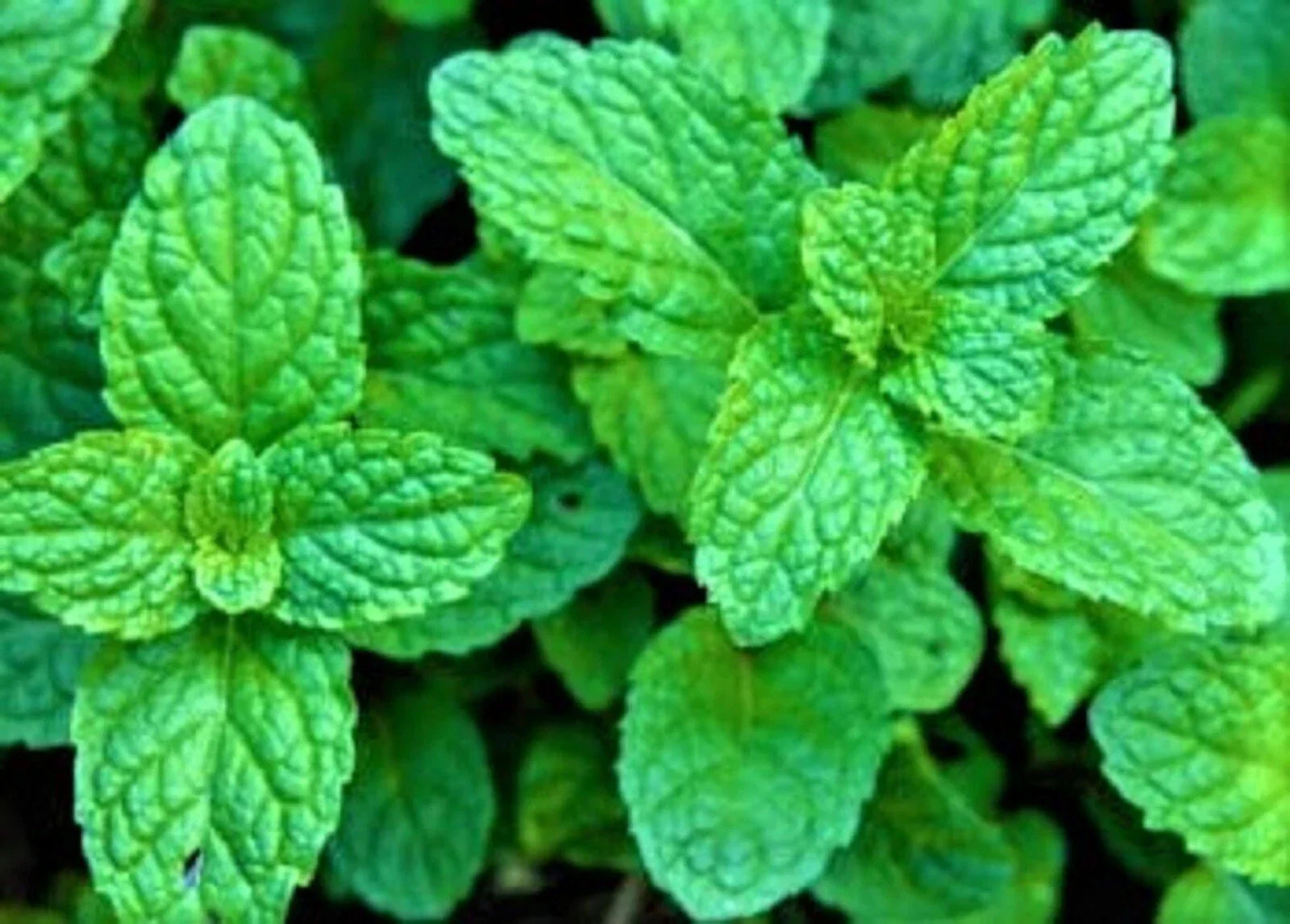 Peppermint Herb Seeds - Non-GMO, 100+ Mentha × piperita, Culinary & Tea Use, Easy to Grow, Full Sun, Container Friendly