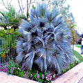Mexican Blue Hesper Fan Palm Seeds - Brahea armata - Tropical, Cold Hardy, Blue-Green Foliage, Garden & Landscape Seeds