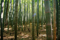 50 Gua Duo Zhu Bamboo Seeds Clumping Privacy Screen Garden Shade Bambusa edulis