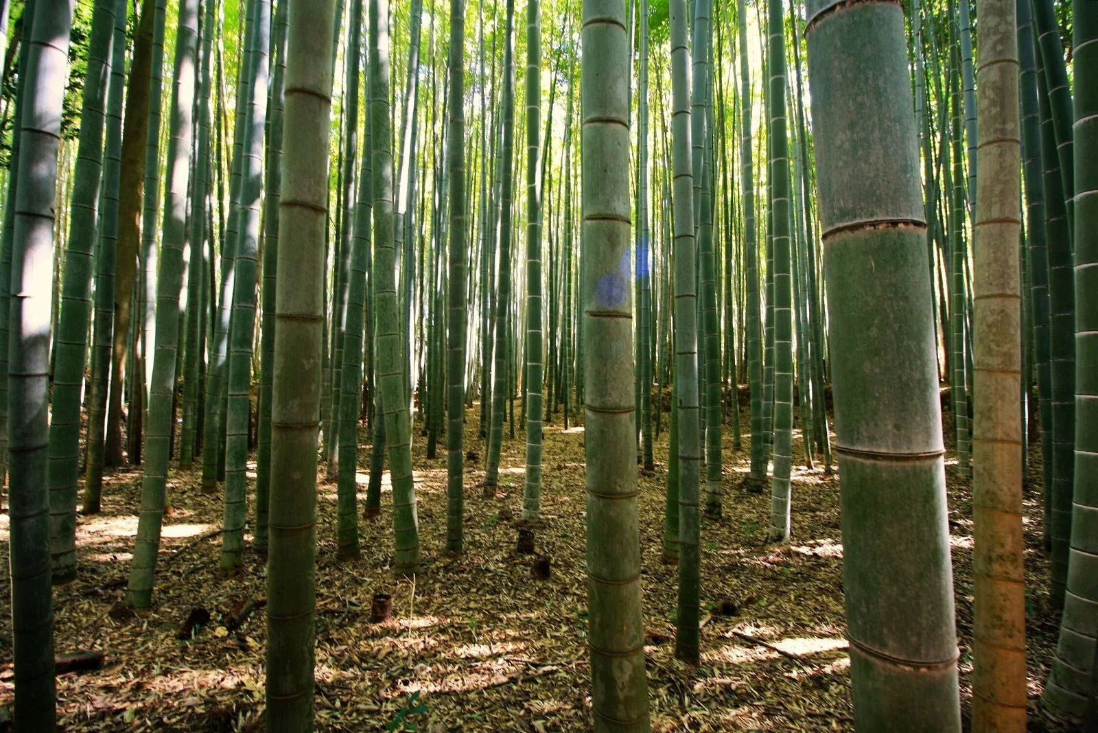 50 Gua Duo Zhu Bamboo Seeds Clumping Privacy Screen Garden Shade Bambusa edulis