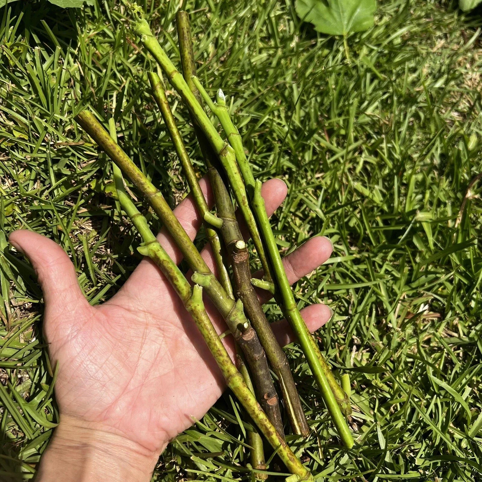 Fig Tree Cuttings - 7 Organic Ficus carica Fruit Tree Clippings for Gardening, Propagation & Home Growers