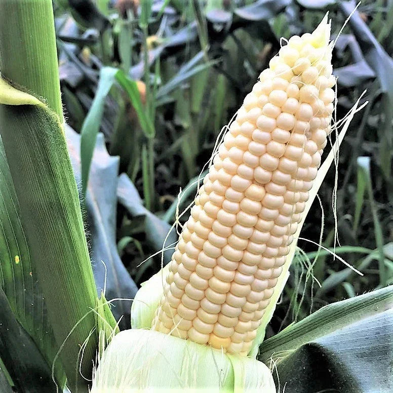 Stowell's Evergreen Sweet Corn Seeds - Heirloom White Hominy Zea mays for Fresh, Freezing & Canning