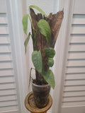 Cebu Blue Pothos Plant 3.5" Pot Fully Rooted Epipremnum Pinnatum Mounted Indoor Plant