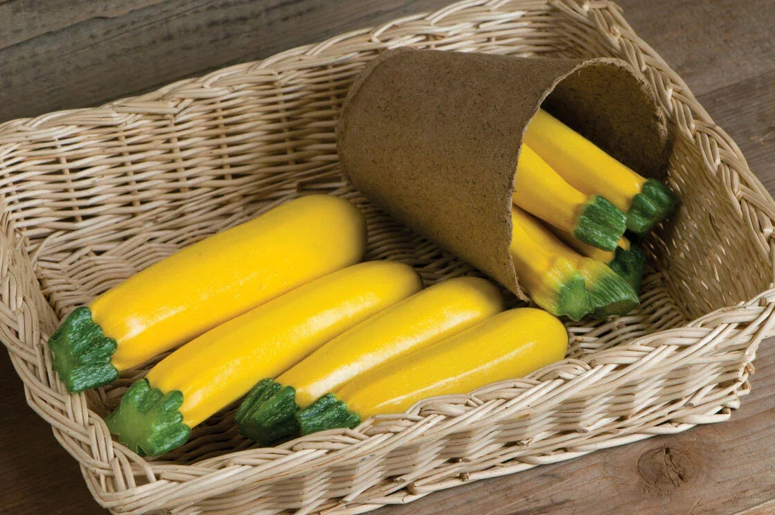 Goldy Zucchini Seeds - 10 Pack, Golden Cucurbita pepo, Bush-Type, Vibrant Color, Easy to Grow, High Yield, Home Garden