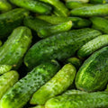 Boston Pickling Cucumber Seeds - 300 Non-GMO Cucumis sativus for Home Gardens & Pickling
