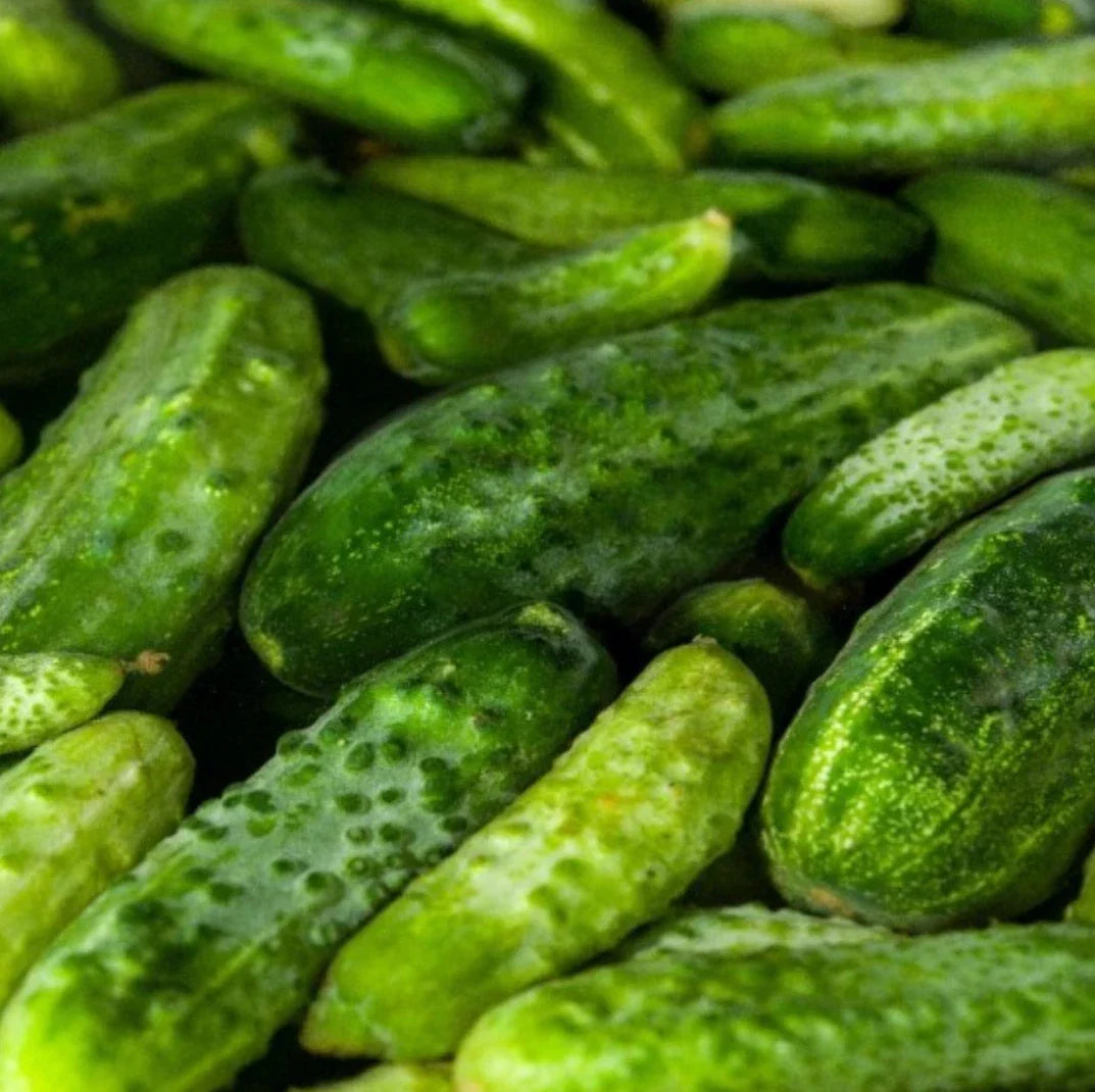 Boston Pickling Cucumber Seeds - 300 Non-GMO Cucumis sativus for Home Gardens & Pickling
