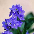 Forget Me Nots Seeds - Indigo Blue Perennial Groundcover - Non-GMO Myosotis sylvatica - 200 Seeds