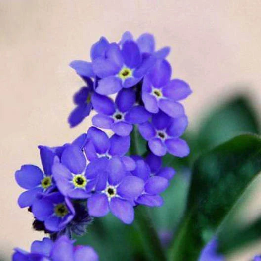 Forget Me Nots Seeds - Indigo Blue Perennial Groundcover - Non-GMO Myosotis sylvatica - 200 Seeds