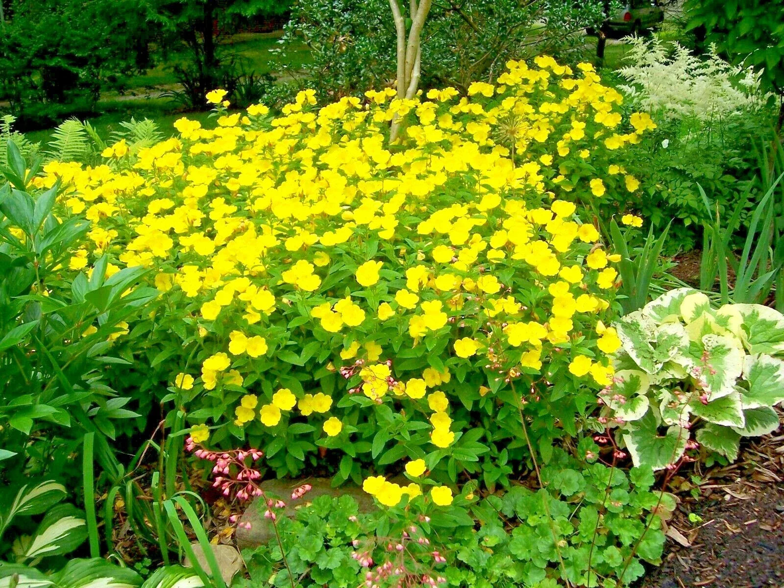 Evening Primrose Flower Seeds - Wildflower, Annual, Yellow Blooms, Oenothera biennis, Easy to Grow for Gardens & Containers