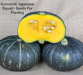 Kabocha Squash Seeds - 15+ Kurinishiki Variety Asian Pumpkin Cucurbita maxima Vegetable Seeds