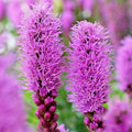 Liatris Spicata Bulbs 10-Pack Purple Blazing Star Flower Corms Perennial for Borders, Pollinators, Drought Tolerant