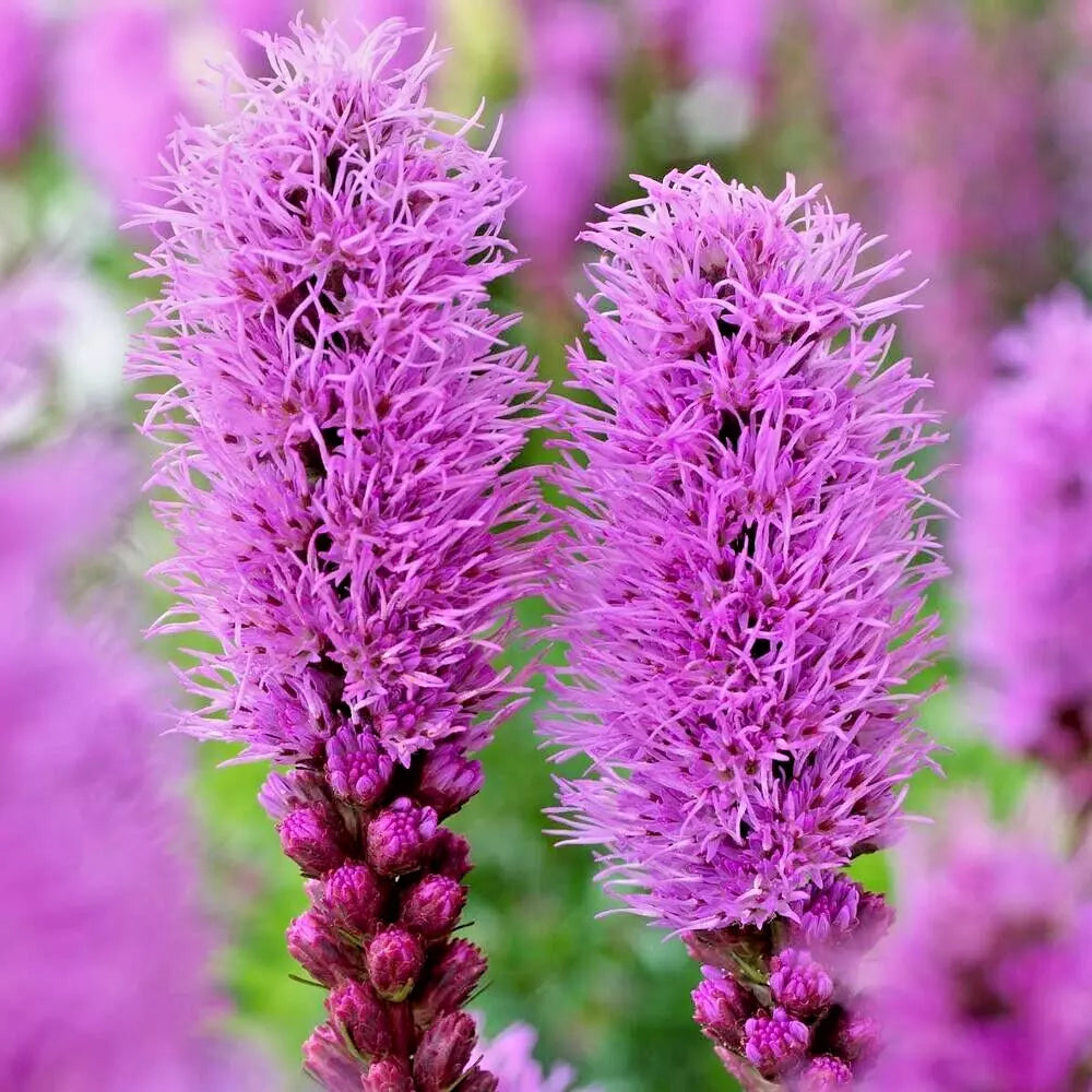 Liatris Spicata Bulbs 10-Pack Purple Blazing Star Flower Corms Perennial for Borders, Pollinators, Drought Tolerant