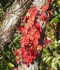 Virginia Creeper Live Rooted Cuttings - 5 Perennial Ground Cover Vines Parthenocissus quinquefolia