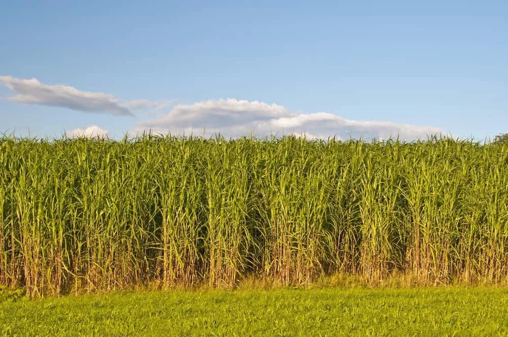 Switchgrass Seeds 1,000 Count - Fast Growing Prairie Grass - Panicum virgatum for Landscaping & Erosion Control