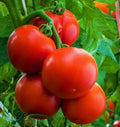Ace 55 Tomato Seeds | Indeterminate Beefsteak Variety | Large Juicy Tomatoes for Garden & Container | Solanum lycopersicum