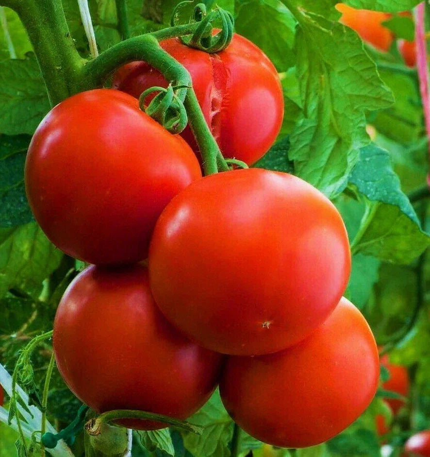 Ace 55 Tomato Seeds | Indeterminate Beefsteak Variety | Large Juicy Tomatoes for Garden & Container | Solanum lycopersicum