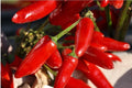 Tabasco Pepper Seeds – Organic Heirloom Non-GMO Capsicum frutescens for Spicy Home Garden, 30+ Seeds