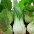 Pak Choi Seeds - Brassica rapa subsp. chinensis - Heirloom Chinese Cabbage Seeds for Vegetable Gardening