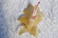 Christmas Cactus Starter Plant 4" Gold Butterfly Schlumbergera truncata - Healthy Well Rooted Plant