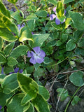 Variegated Vinca Periwinkle Vine Ground Cover Live Plant - 2.5" Pot, Deer Resistant, Fast Spreading, Perennial, Vinca minor