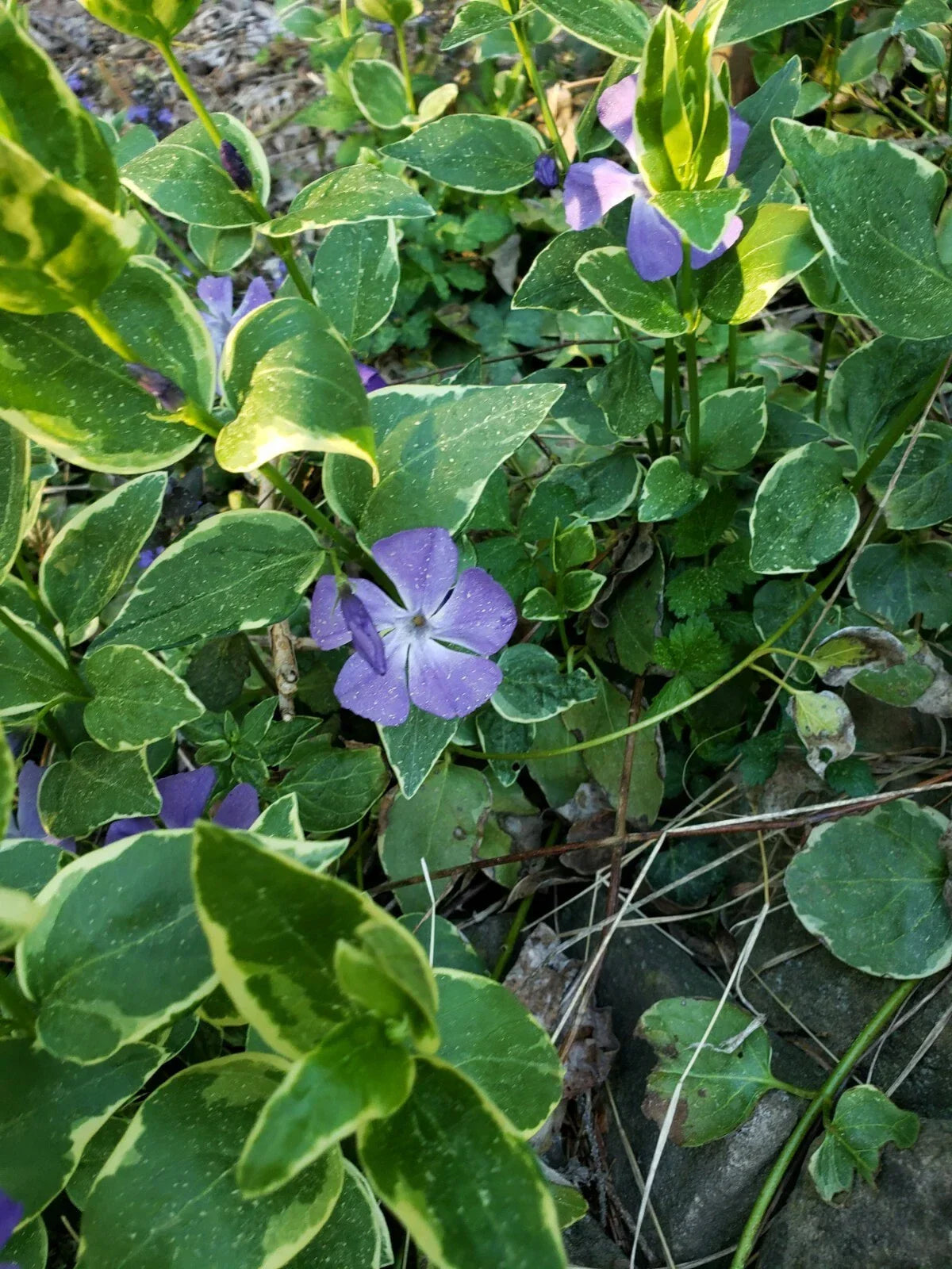 Variegated Vinca Periwinkle Vine Ground Cover Live Plant - 2.5" Pot, Deer Resistant, Fast Spreading, Perennial, Vinca minor