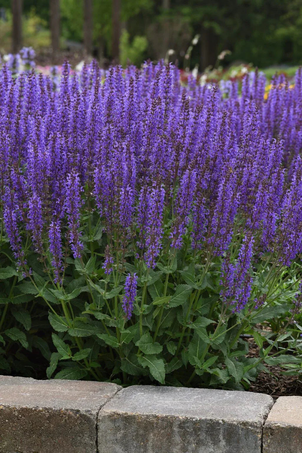 Meadow Sage Plant - Bare Root Salvia 'Blue By You' - Purple Flowers - Hardy Zones 4-9