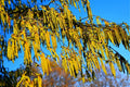 Hazel Alder Tree Seeds 30 Count - Alnus incana Rugosa - Native Deciduous Tree for Planting and Landscaping