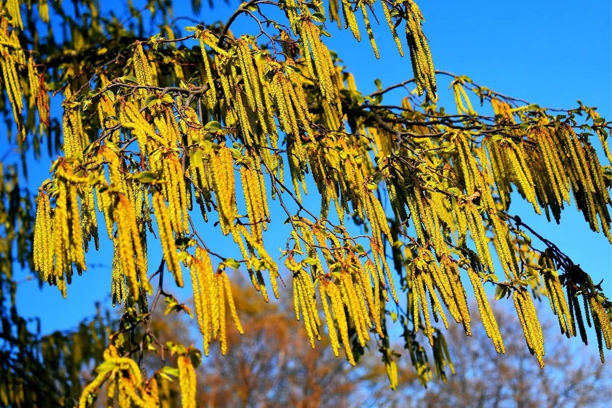 Hazel Alder Tree Seeds 30 Count - Alnus incana Rugosa - Native Deciduous Tree for Planting and Landscaping