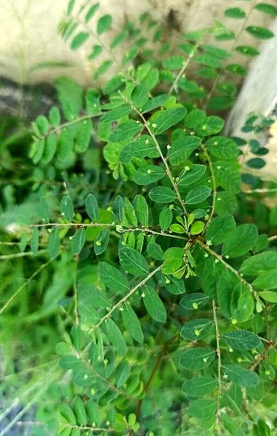 Organic Shanka Piedra Seeds - Herbaceous Annual, Phyllanthus niruri, Stonebreaker Herb, Herbal Remedies, Non-GMO, 100 Seeds