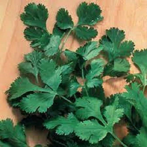 Organic Cilantro Seeds - Slow Bolt Heirloom Variety - Coriandrum sativum - Herb Gardening, Culinary Use