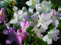 Azalea Starter Plant - White with Purple Stripes - Rhododendron 'Audrey Marie' - Garden Border, Pollinator Attracting